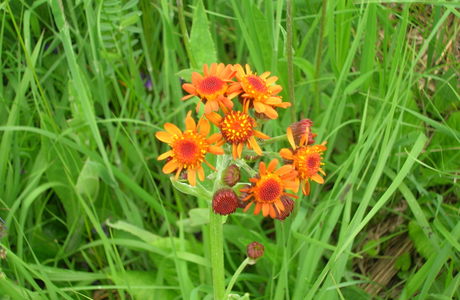 Orangerotes Aschkraut (Tephroseris aurantiaca) - © Bernard Wieser